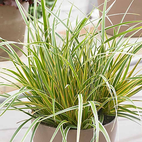 Southern Living 1 gal. 'Everglow' Carex M. EverColor Plant