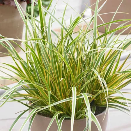 Southern Living 1 gal Carex Plant M EverColor 'Everglow' Perennials