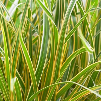 Image showing  1 gal. Everglow Carex M. EverColor Plant