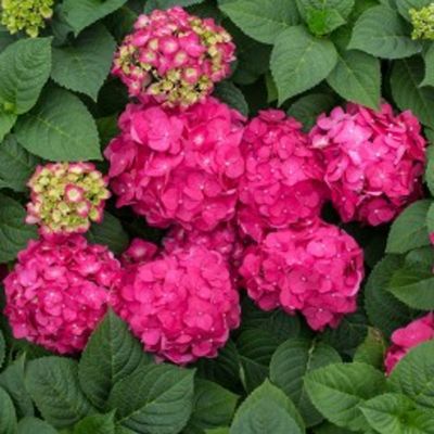 Endless Summer 2 gal. Summer Crush Hydrangea Shrub