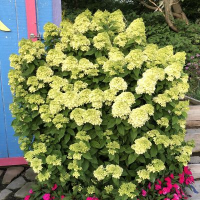 Proven Winners Hydrangea P. Little Lime R PP22330, 26382