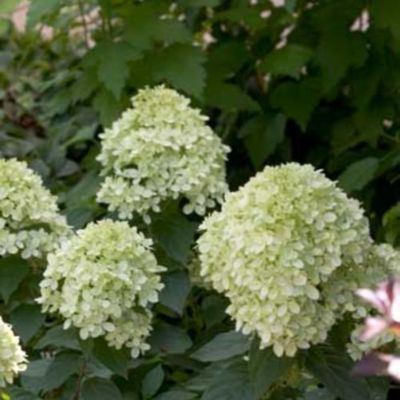Proven Winners 3 gal. Hydrangea P. 'Little Lime' Shrub