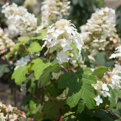 3 gal. Hydrangea Oakleaf Semmes Beauty Shrub