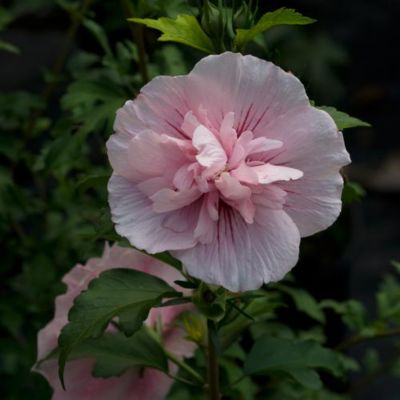 Proven Winners 2 gal. Hibiscus Pink Chiffon Shrub