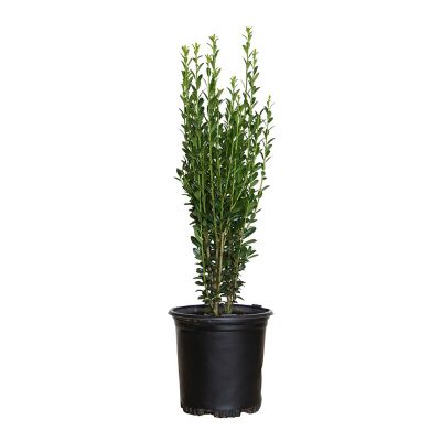 7 gal. Ilex 'Sky Pencil' Shrub