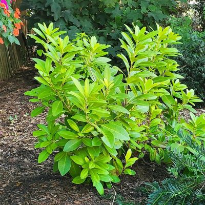 First Editions Illicium Bananappeal, 3 gal., 32033