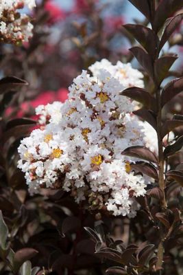 Southern Living Crapemyrtle Delta Moonlight TM, 37742
