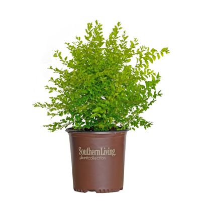 Image showing  2 gal. Potted Ligustrum Sunshine Shrub