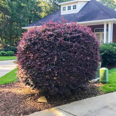 3 gal. Loropetalum 'Ruby' Shrub