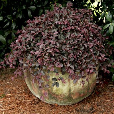 Southern Living Loropetalum Purple Pixie R PP#18441, 42052