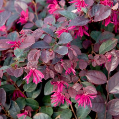 Southern Living 2 gal. Loropetalum Purple Diamond Shrub