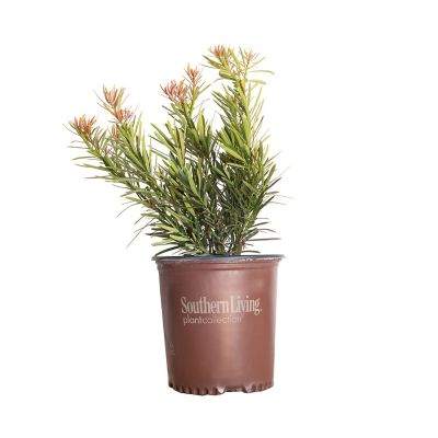 Southern Living 2 gal. Podocarpus Mood Ring Yew