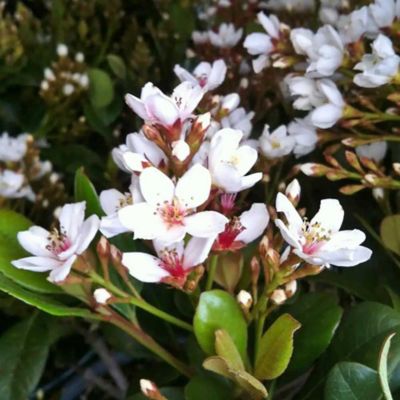 3 gal. Raphiolepis Snow White Bush