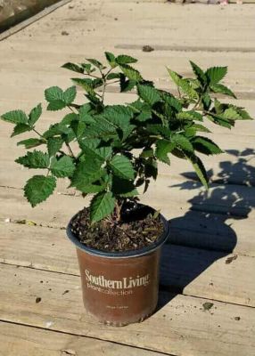 Southern Living 2 gal. DownHome Harvest 'Osage' Thornless Blackberry Bush