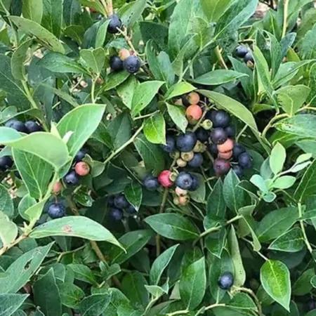 3 gallons Blueberry climax plant in pot Fruit Trees & Plants