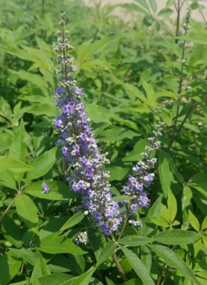 3 gal. Vitex 'Shoal Creek' Weigela Shrub