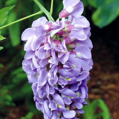 Unbranded 3 gal. Purple Wisteria 'Amethyst Falls' Bush
