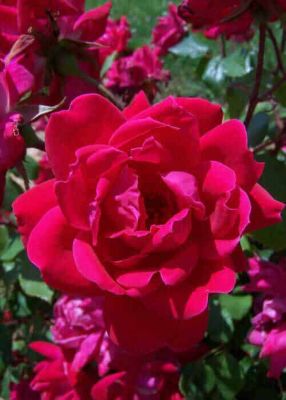 Knockout Rose 1 gal. Double Knockout Rose Bush