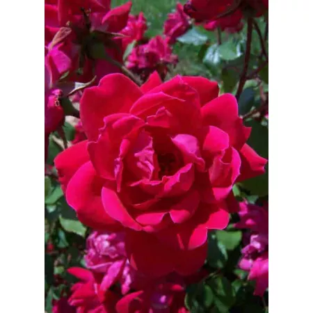 Knockout Rose 2 gal Double rose bush in pot Bushes