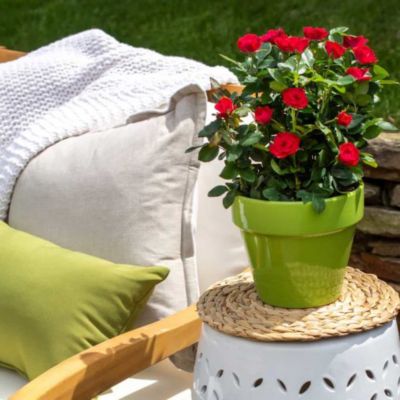 Knockout Rose 2 gal. Petite Knockout Rose Bush