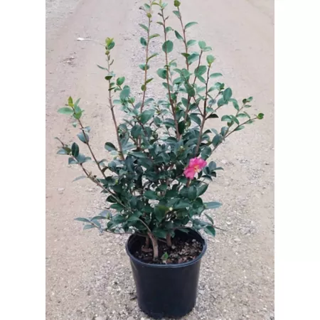 3 gallons Sasanqua Kanjiro camellia shrub in pot Bushes