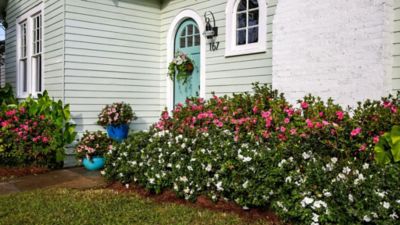 Encore Azalea 1 gal. Autumn Angel Shrub