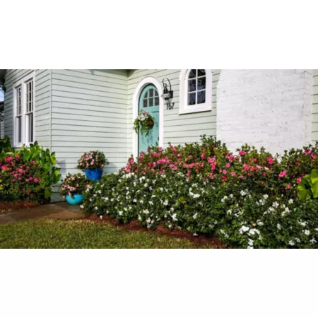 Encore Azalea 1 gal Potted Fall Angel Shrub Bushes