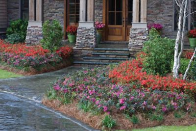 Encore Azalea 3 gal. Potted Autumn Angel Shrub