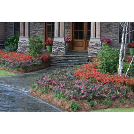 Encore Azalea 3 gal Potted Fall Angel Shrub Bushes