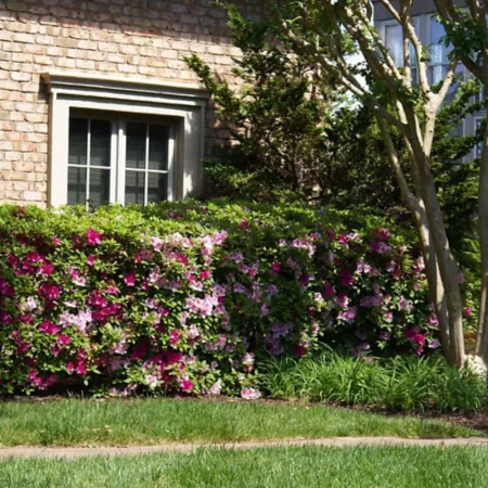 3 gallons Renee Michelle Azalea Shrub in Pot Bushes