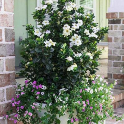 Southern Living 2 gal. Diamond Spire Gardenia Shrub