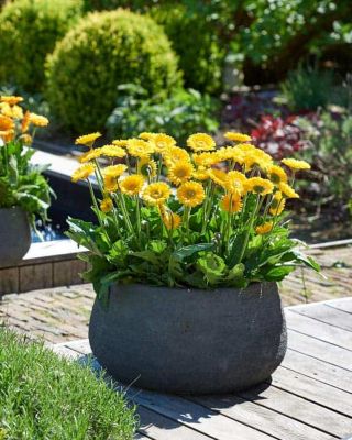 Southern Living 2 gal. Yellow Garden Jewels Gerber Daisy Plant