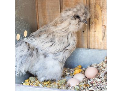 Image showing  Scent of Spring Nesting Herbs for Pet Chickens, 10 oz.