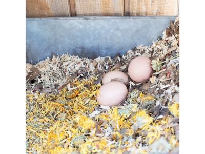 Image showing  Scent of Spring Nesting Herbs for Pet Chickens, 10 oz.