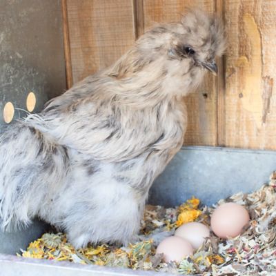 Image showing  Scent of Spring Nesting Herbs for Pet Chickens, 4 lb.
