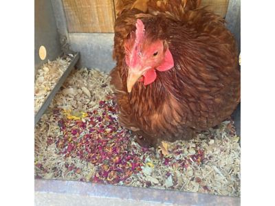 Image showing  WormBGone Nesting and Chicken Coop Herbs for Pet Chickens, 10 oz.