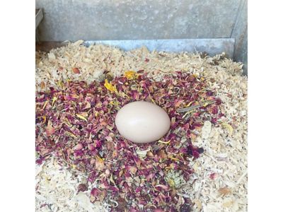 Image showing  WormBGone Nesting and Chicken Coop Herbs for Pet Chickens, 10 oz.