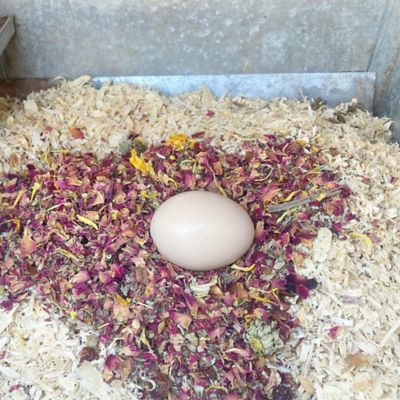 Image showing  WormBGone Nesting and Chicken Coop Herbs for Pet Chickens, 4 lb.