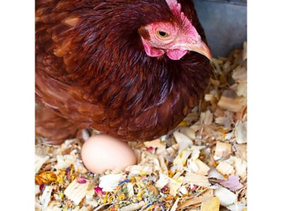 Image showing  Best Eggs Ever! Nesting Herbs for Pet Chickens, 20 oz.
