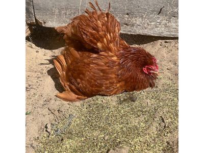 Image showing  MitesBGone Dust Bath and Coop Herbs for Pet Chickens, 10 oz.