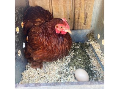 Image showing  MitesBGone Dust Bath and Coop Herbs for Pet Chickens, 10 oz.