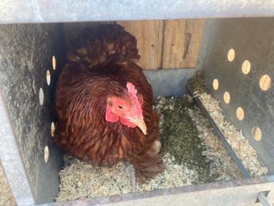 Image showing  MitesBGone Dust Bath and Coop Herbs for Pet Chickens, 16 oz.