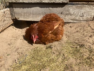 Image showing  MitesBGone Dust Bath and Coop Herbs for Pet Chickens, 16 oz.