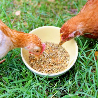 Image showing  BreatheRight Nesting and Coop Herbs for Pet Chickens, 20 oz.