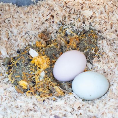 Image showing  StrongHen Nesting Herbs for Pet Chickens, 10 oz.