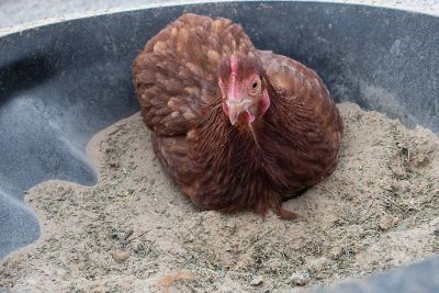 Image showing  Bathing Dust with All-Natural Herbs for Pet Chickens, 10 lb.