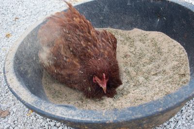 Image showing  Bathing Dust with All-Natural Herbs for Pet Chickens, 10 lb.