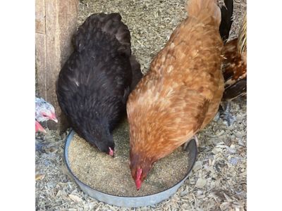 Image showing  Herbal 16% Protein Adult Layer Chicken Feed with Oregano, Garlic and Oyster Shells, 40 lb.