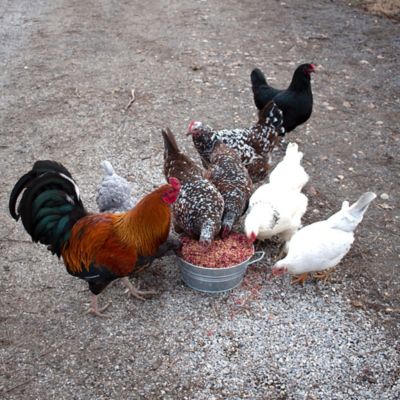 Image showing  Bee A Beautiful Hen Herbal Treat for Pet Chickens