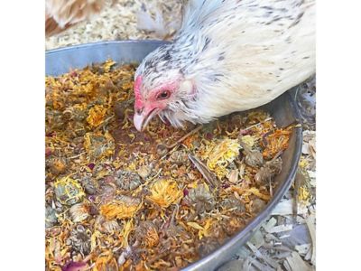 Image showing  PowerHen High Protein Poultry Treats